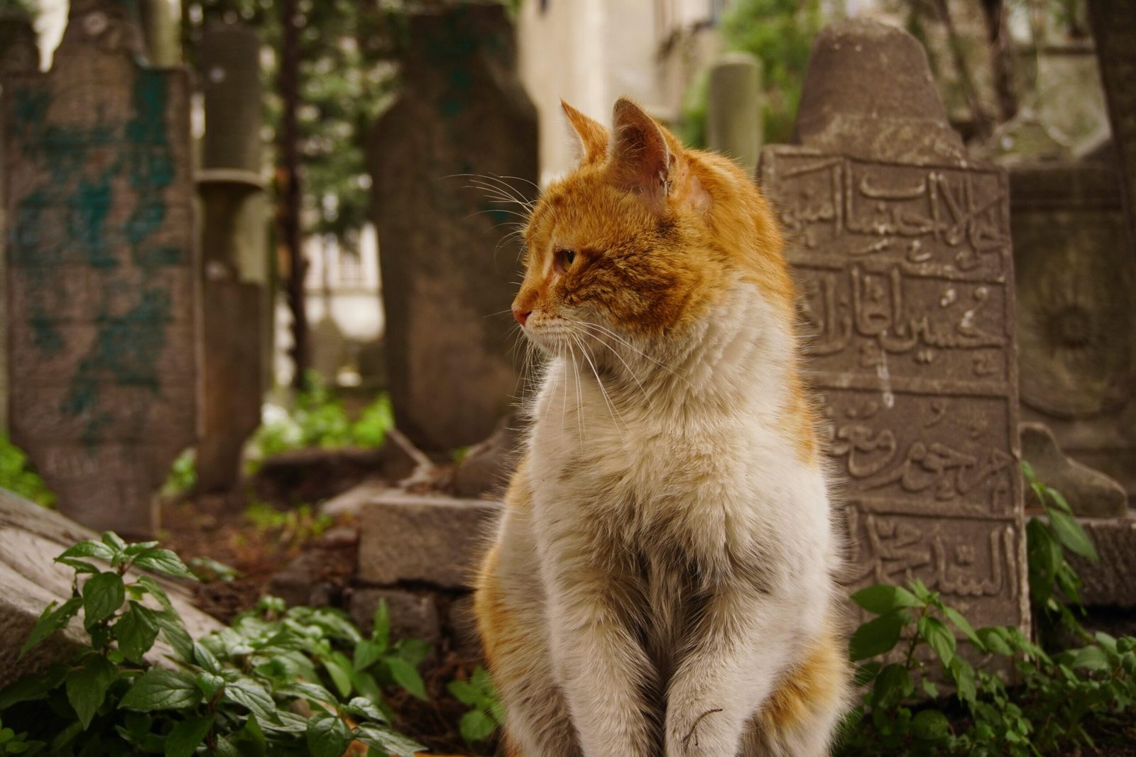 pexels-photo-36486078-36486078