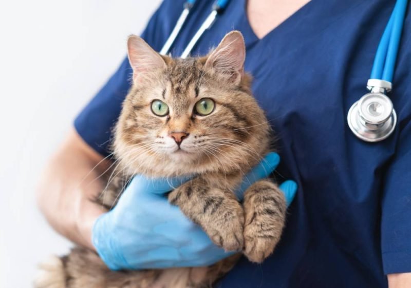 Manhattan mobile vet providing in-home cat care for apartment cat