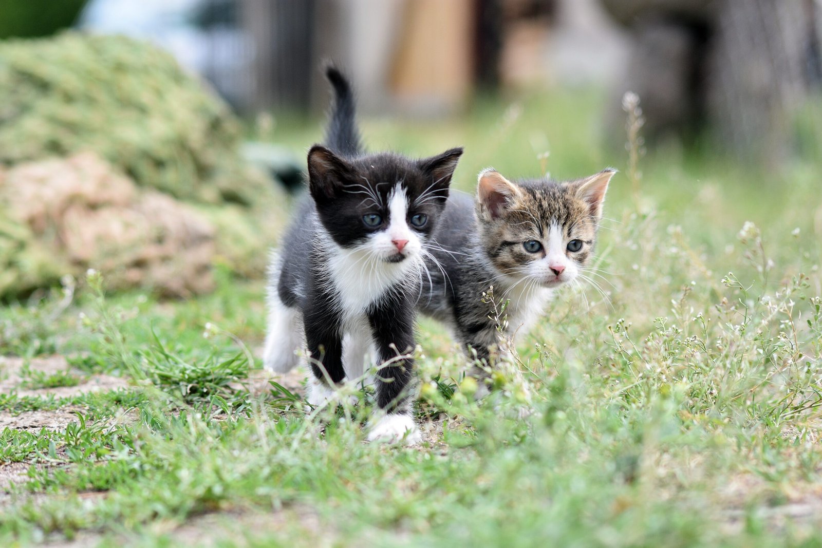 artellliii72-cats-8105667