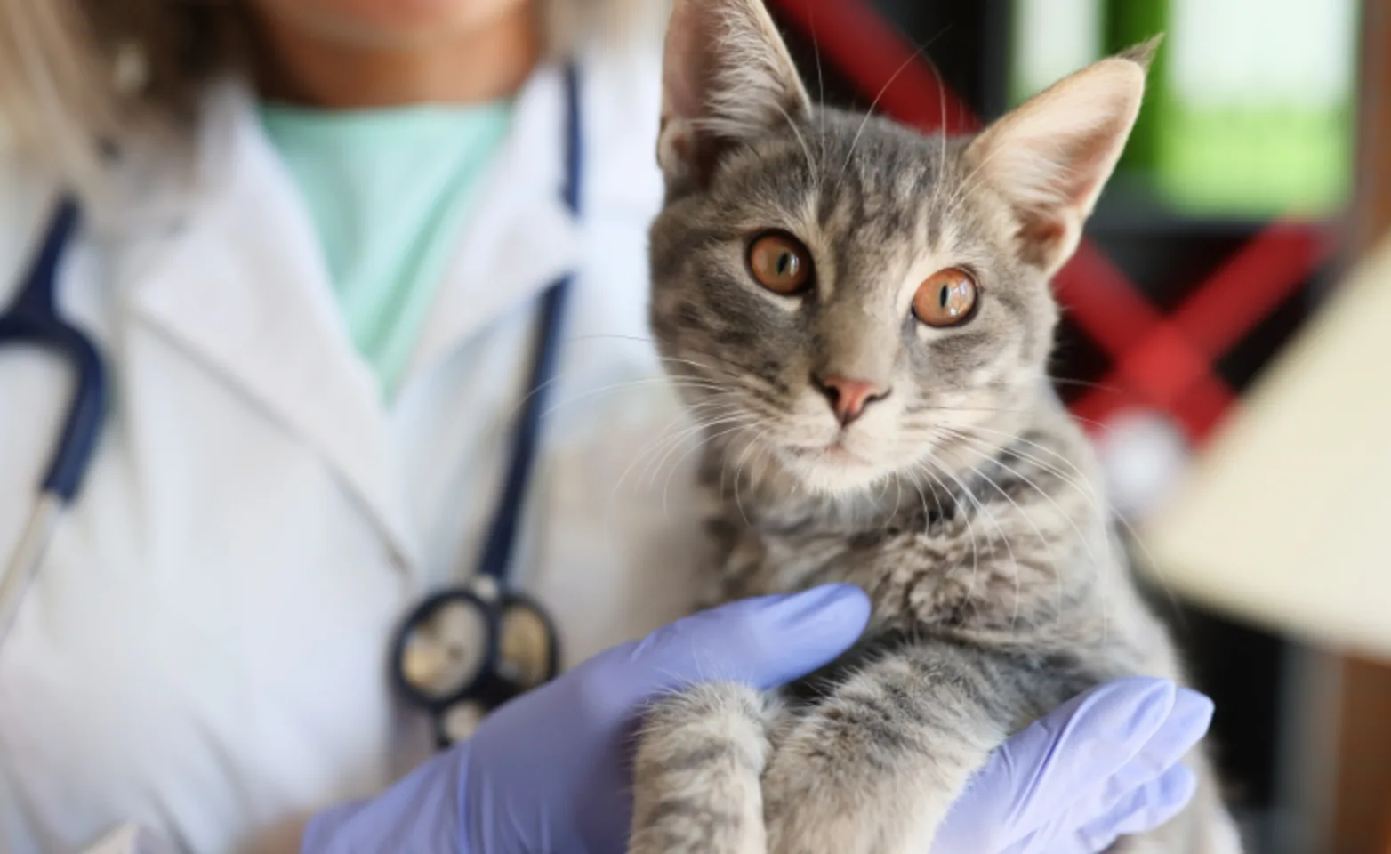 cat care