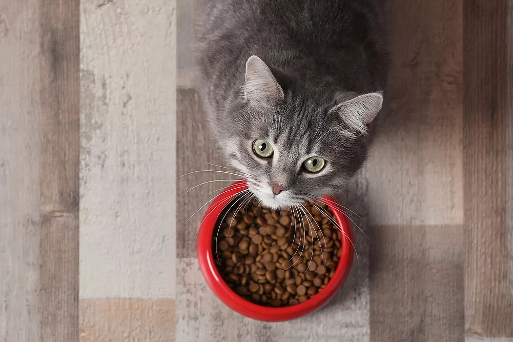 cat food