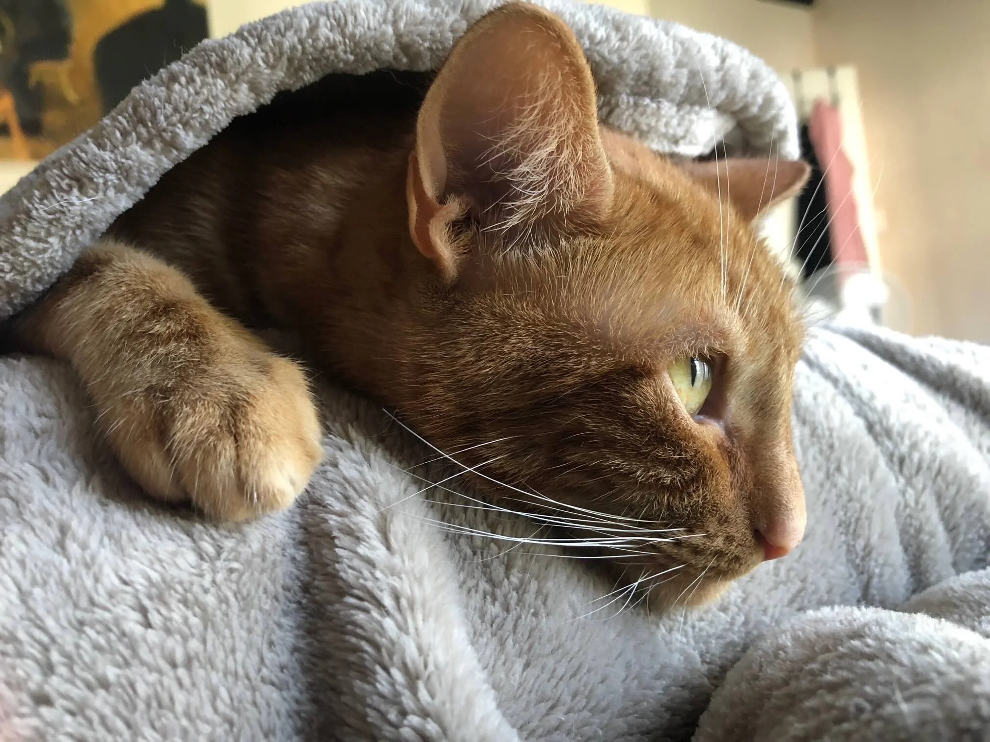 cat sitting