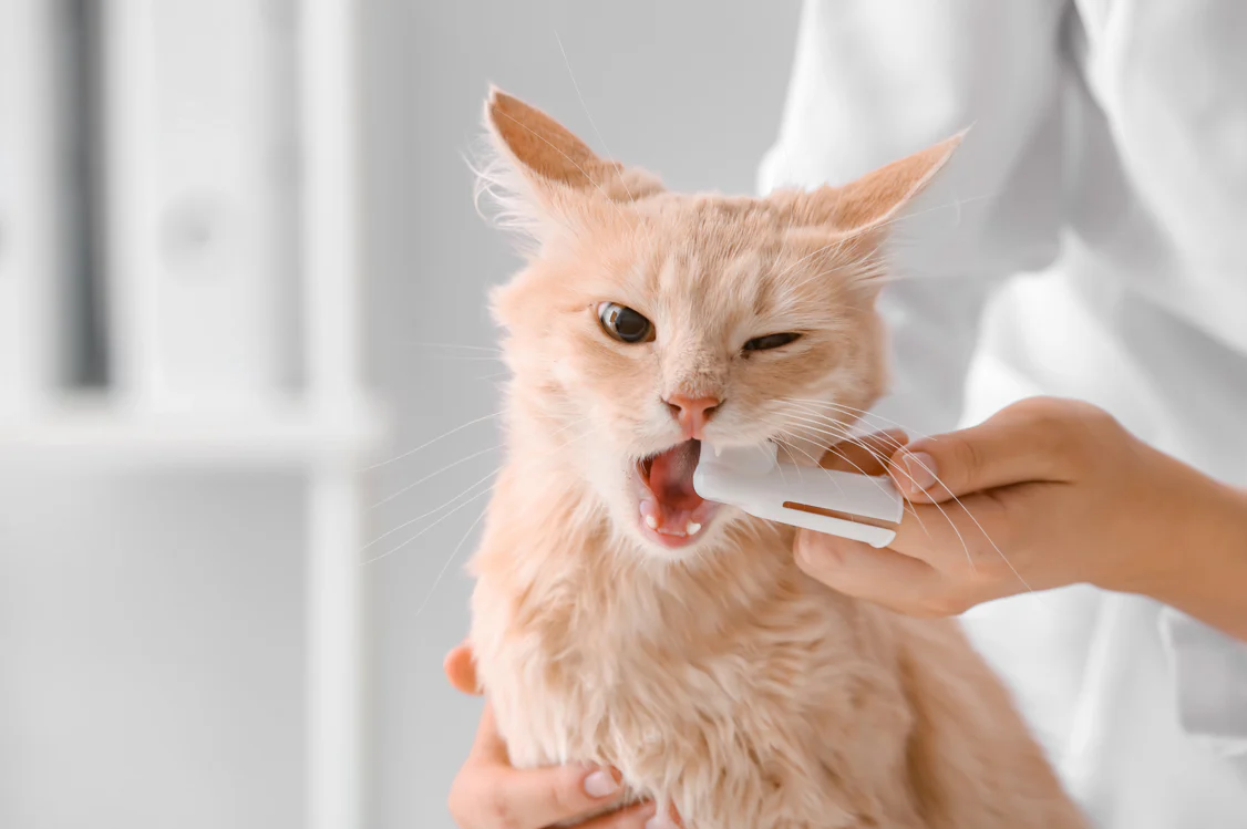 dental care cat