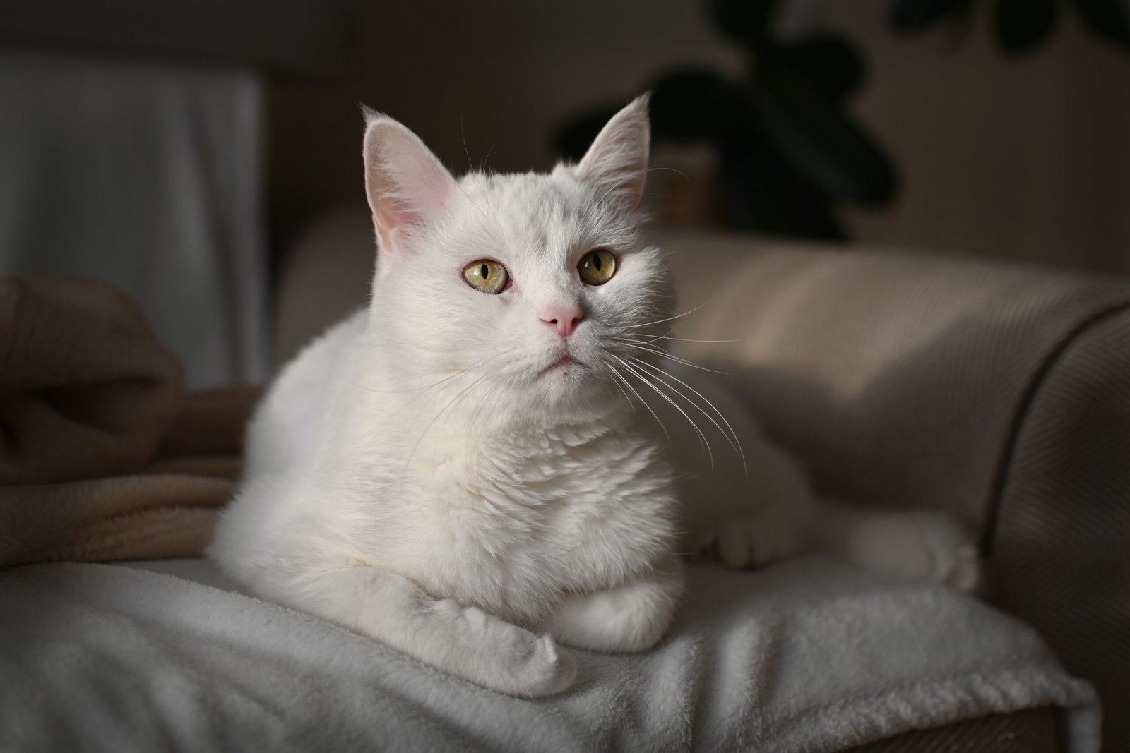 irenna-cat-7274205